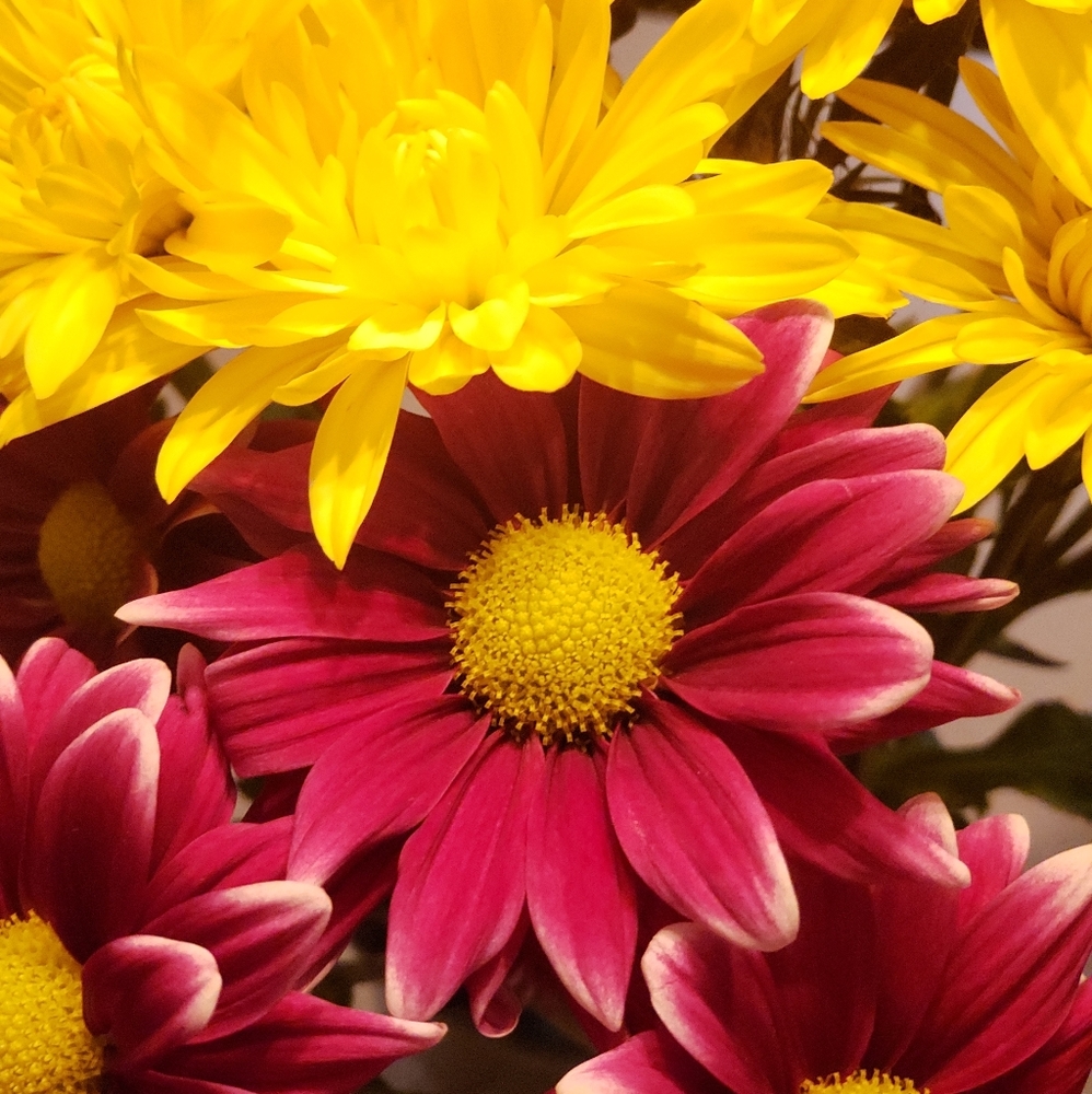 Meet your Posher, Kristi